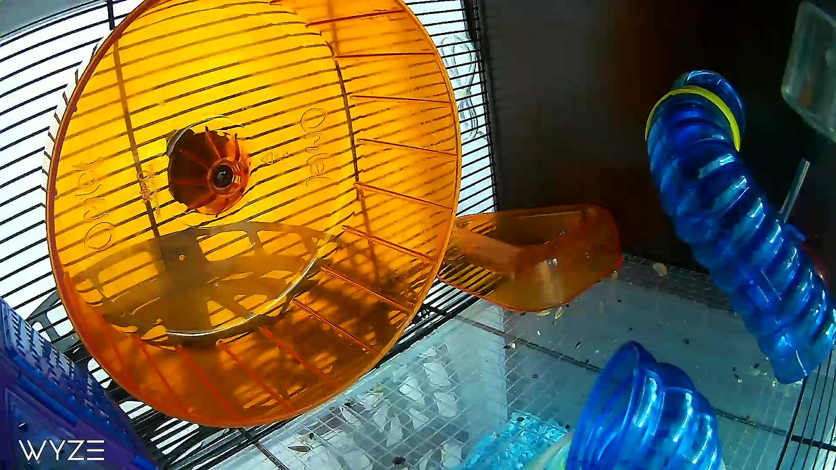 Live Hamster Cam | Free Amazon $25 Gift Card Giveaway